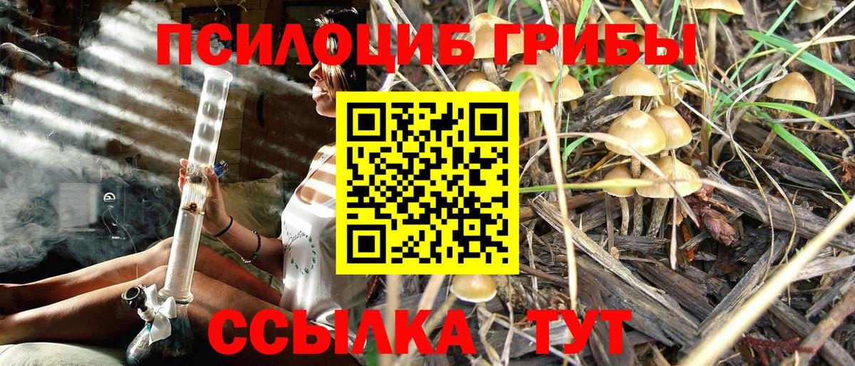 Галлюциногенные грибы Cubensis  Псилоцибиновые грибы Psilocybe  Карасук 